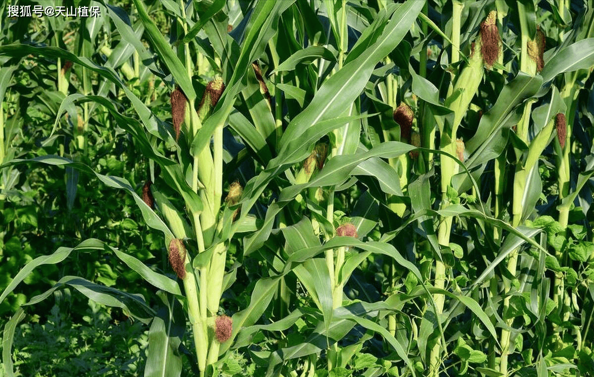 冬季玉米种植技术(冬季玉米种植技术要点)