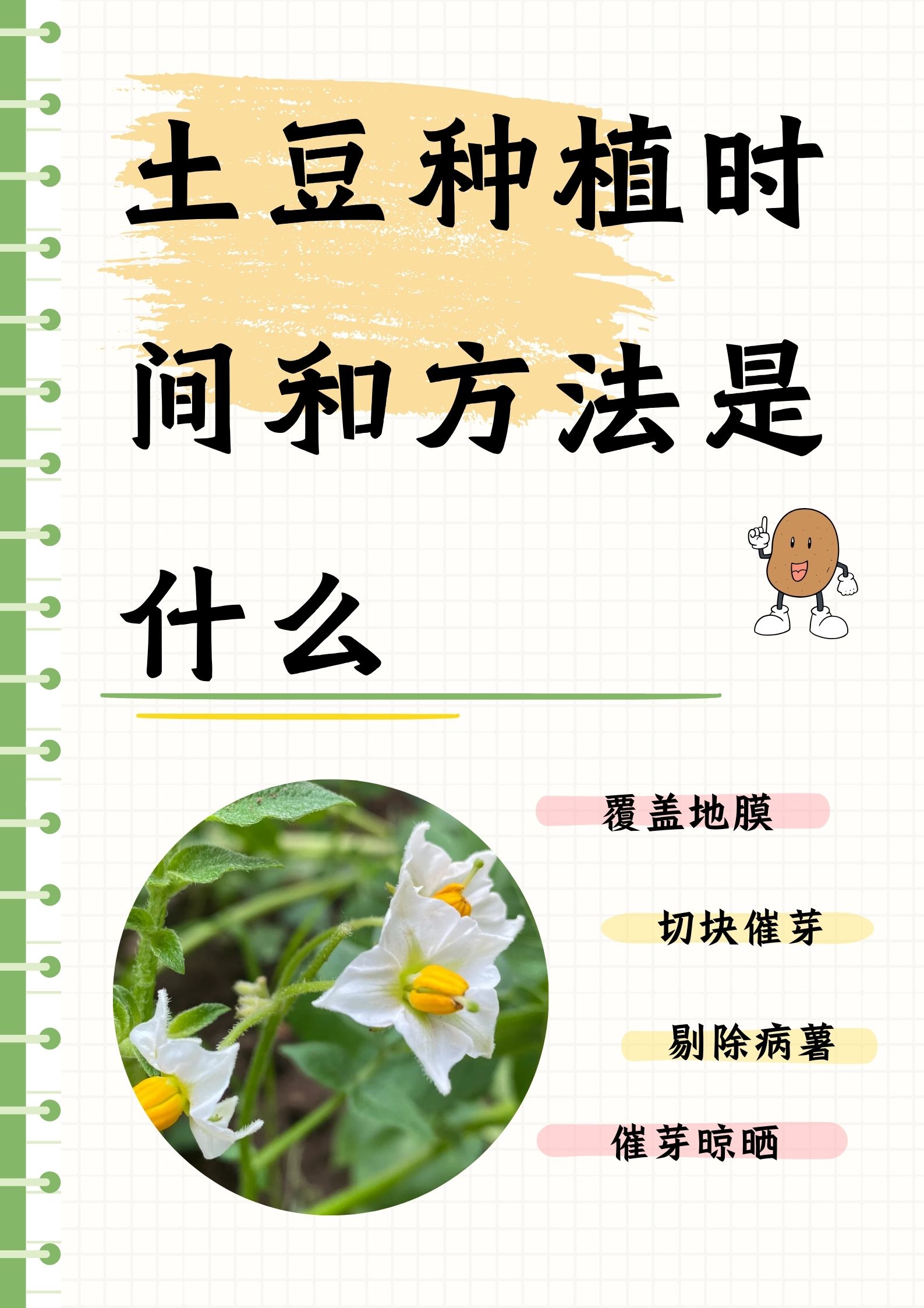 土豆栽培技术土豆栽培种植技术(土豆栽培技术 土豆栽培种植技术)