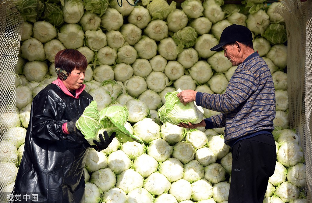 白菜丰收图片(白菜丰收图片卡通)