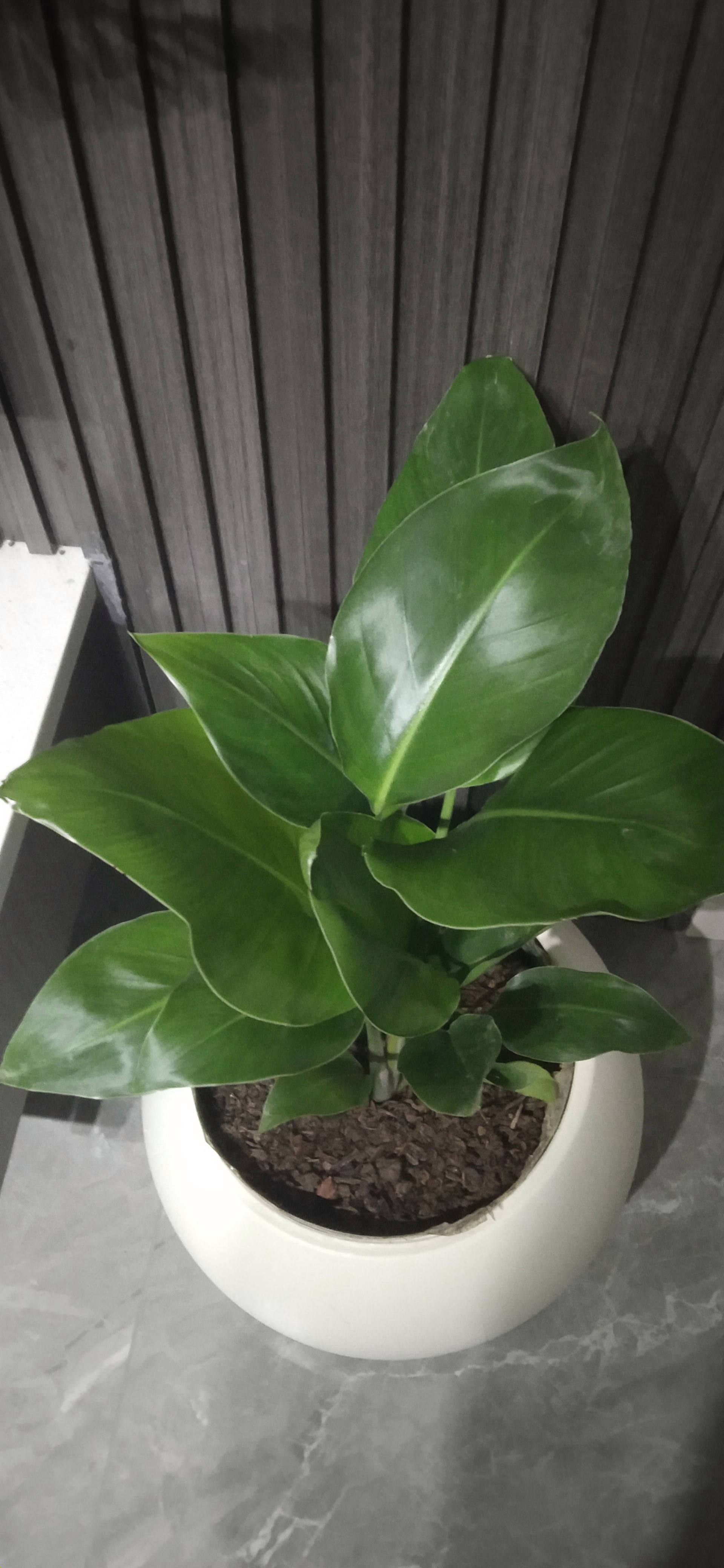 天堂鸟鹤望兰的养殖方法(鹤望兰又名天堂鸟,其花中呈黄色的部位是花瓣)