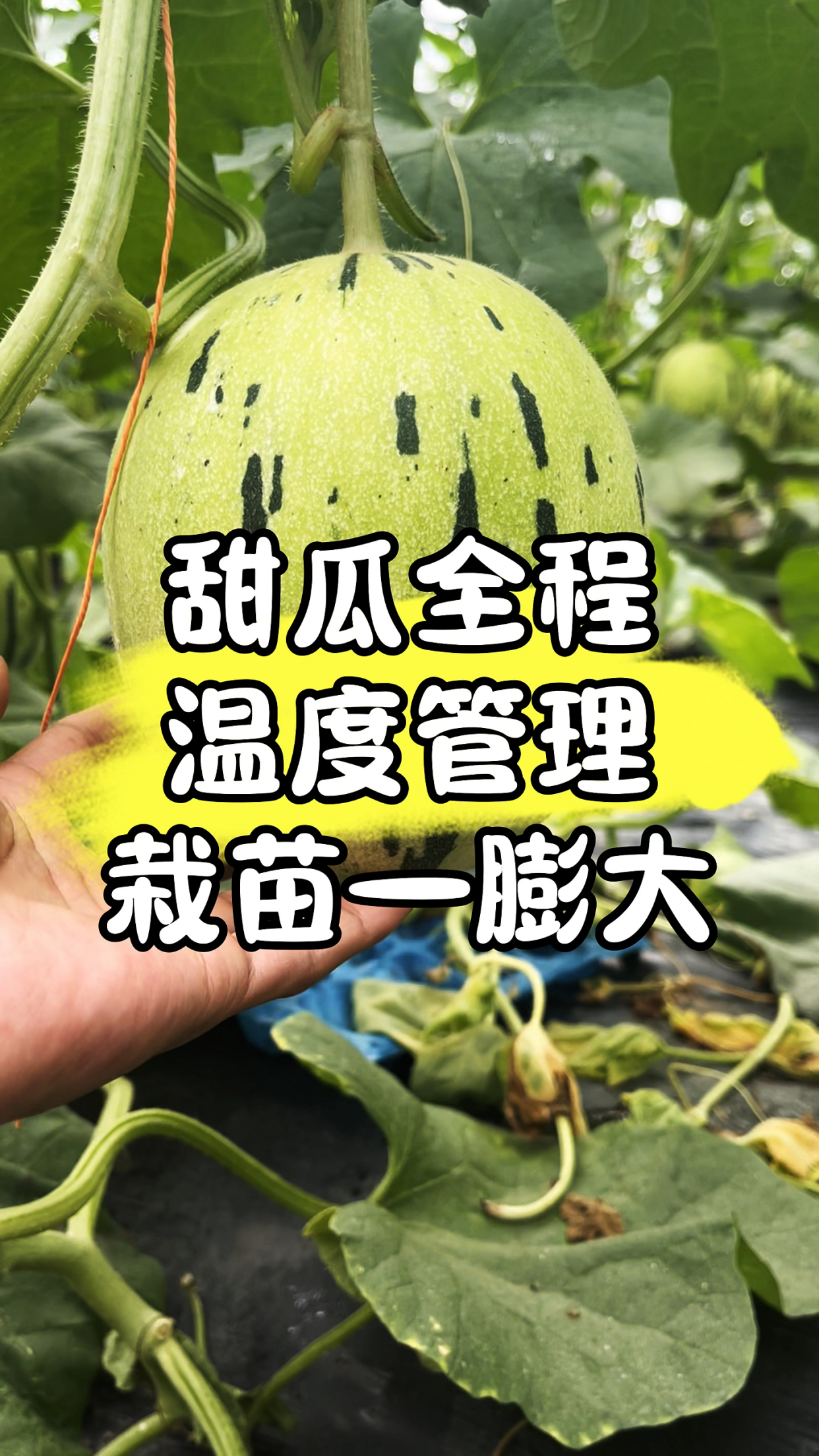 甜瓜的种植时间和温度(甜瓜种植温度生长温度是多少)