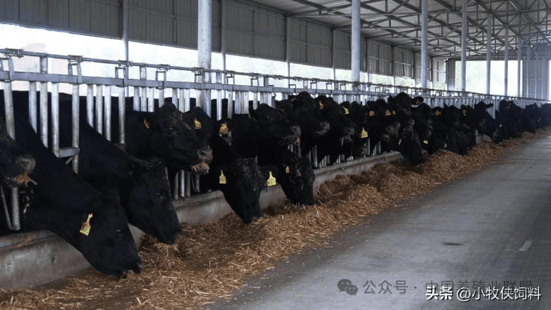 养牛相关技术(养牛技术培训班)