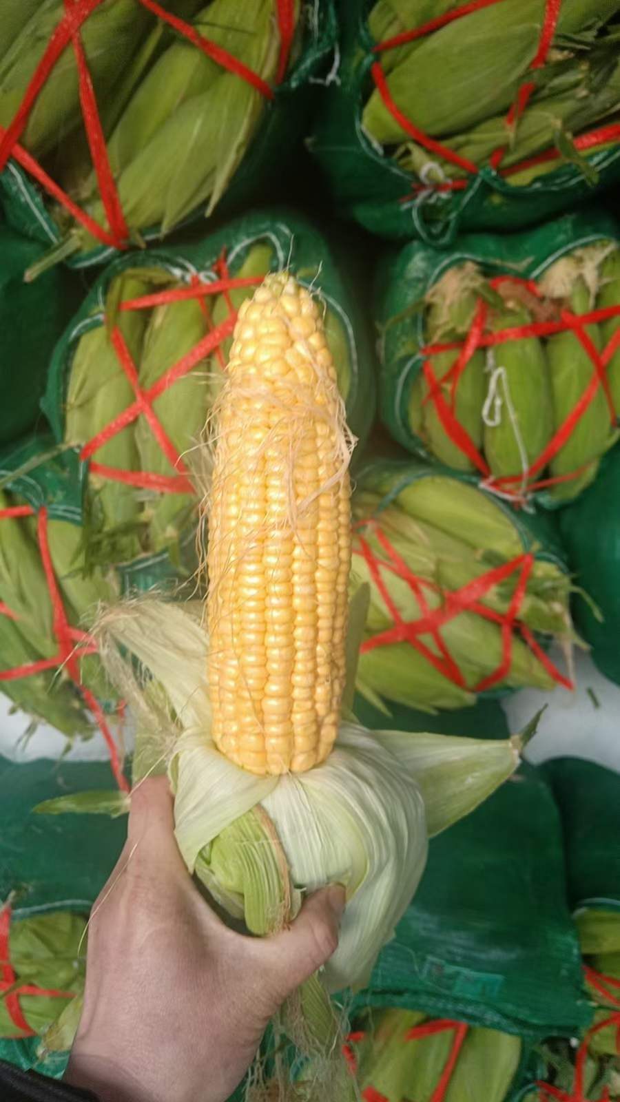 鲤鱼吃水果玉米吗(鲤鱼吃水果玉米吗怎么吃)