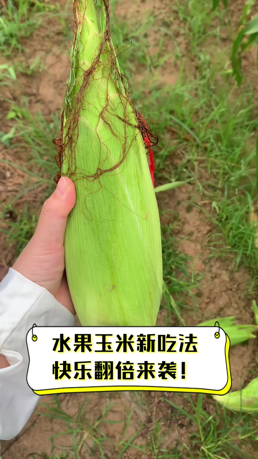 鲤鱼吃水果玉米吗(鲤鱼吃水果玉米吗怎么吃)