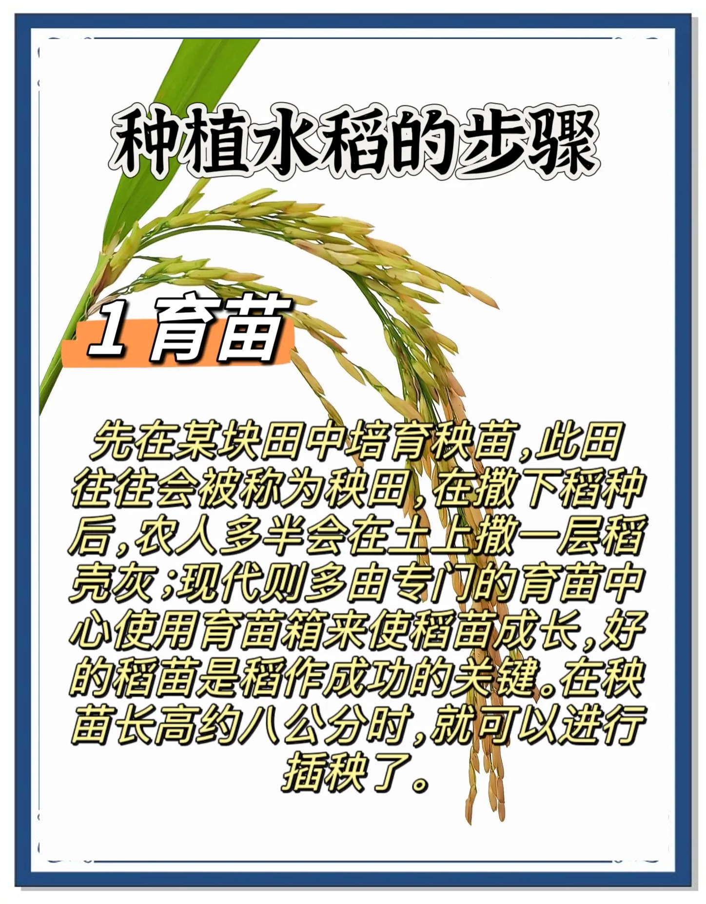 每亩水稻种植成本(种植水稻一亩纯收入)