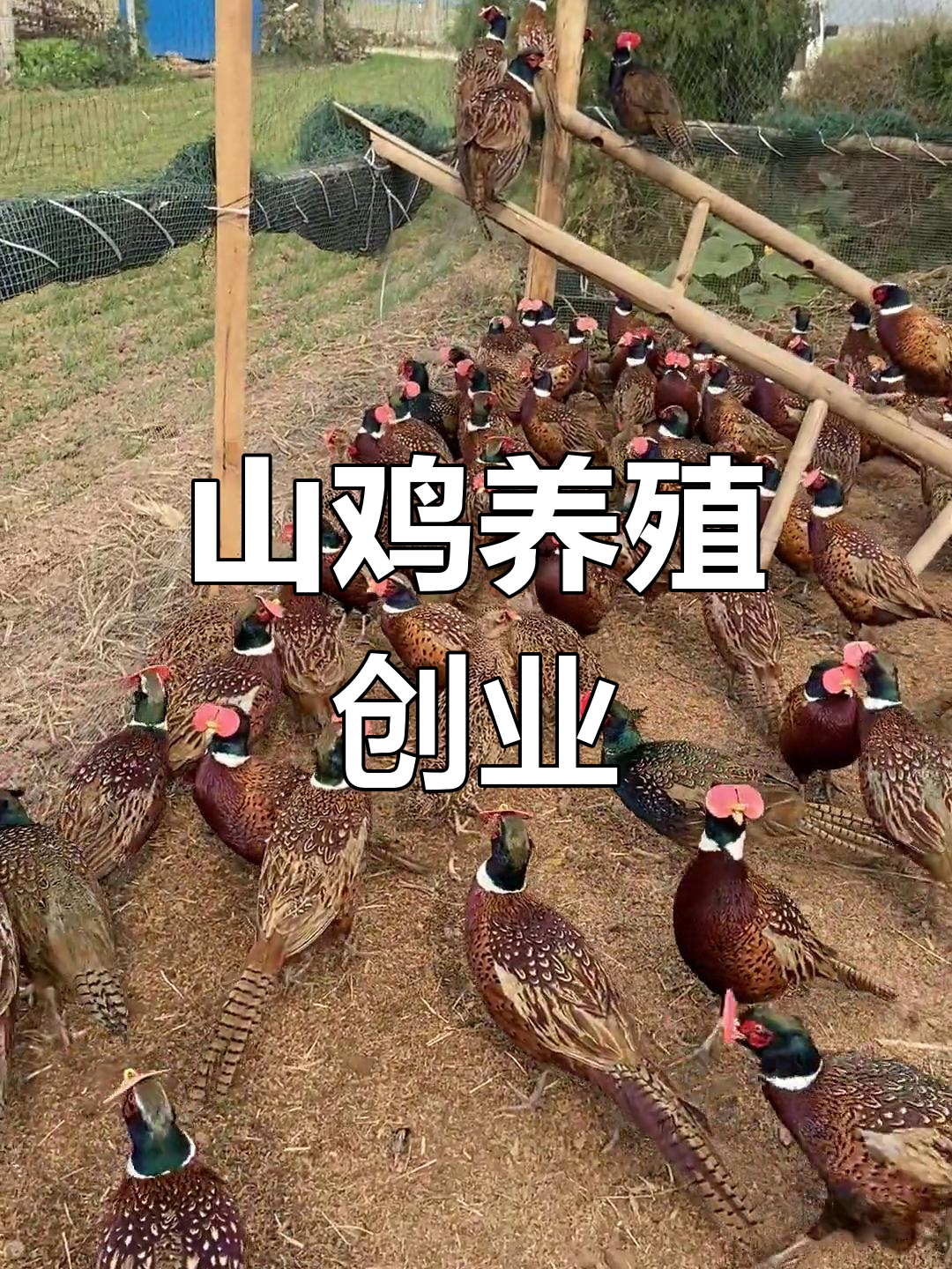 七彩鸡养殖(七彩鸡养殖技术简介)