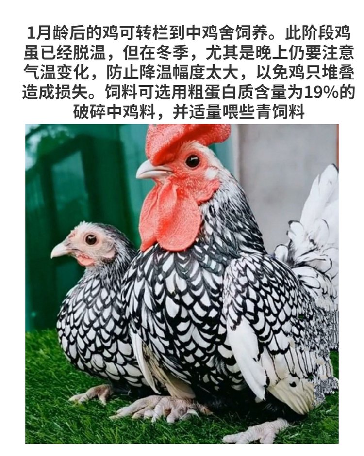 婆罗门鸡怎么饲养(婆罗门鸡怎么饲养才能养活)