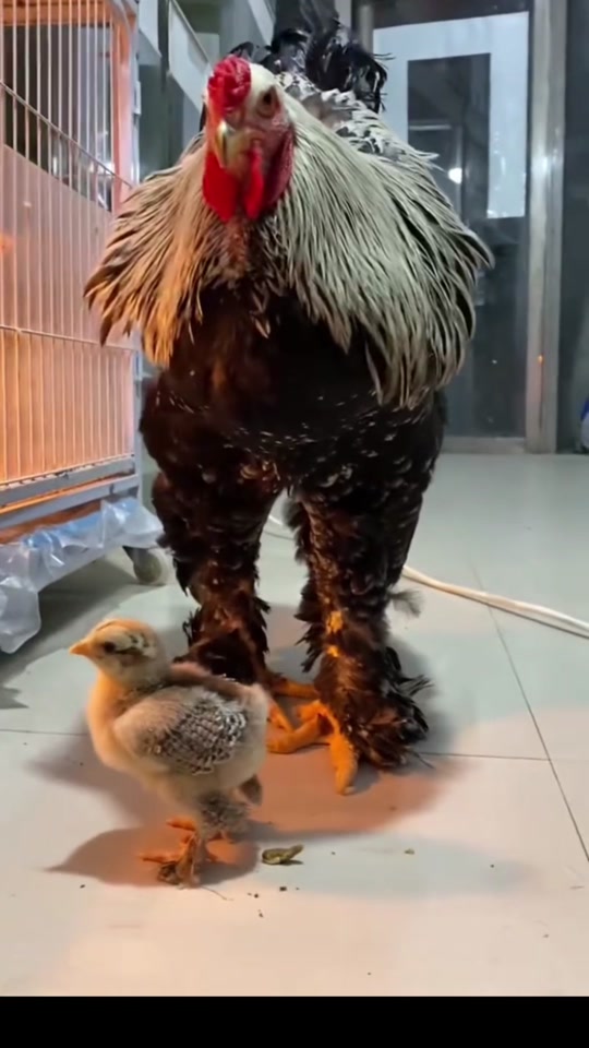 婆罗门鸡怎么饲养(婆罗门鸡怎么饲养才能养活)