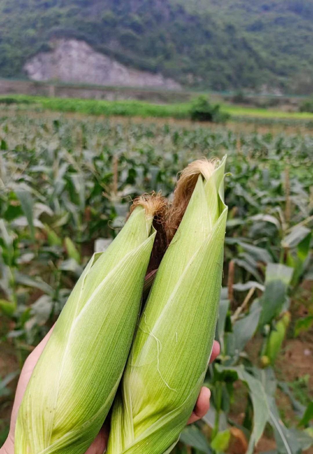 糯玉米的种植(糯玉米的种植方法和时间)