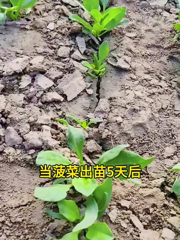 菠菜多会种(菠菜能种到几月份)