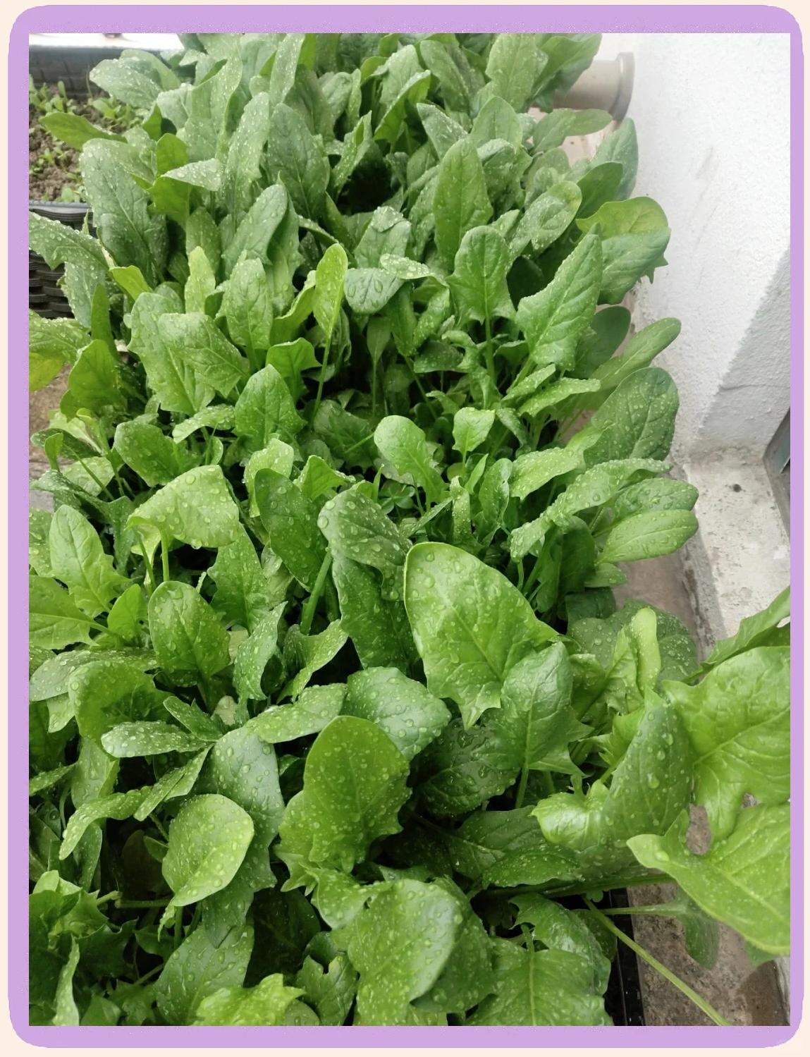 菠菜多会种(菠菜能种到几月份)