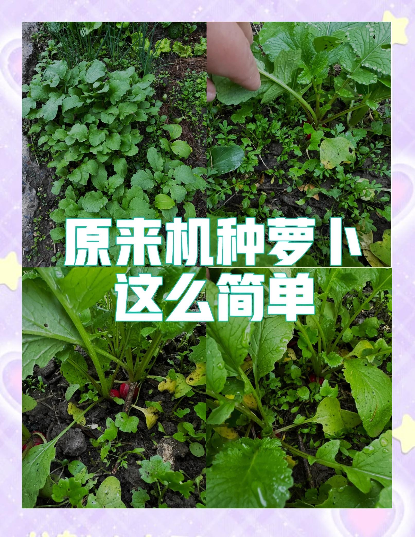 萝卜怎么施肥(萝卜怎么施肥效果好)
