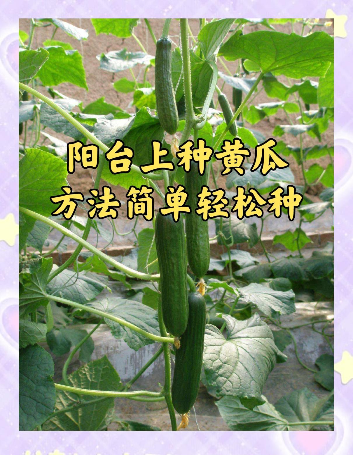 黄瓜多远栽一棵(黄瓜多远栽一棵好)