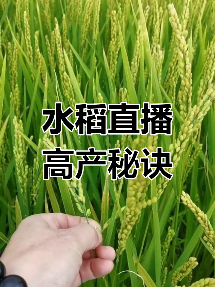 水稻直播用种量(水稻直播亩产多少斤)