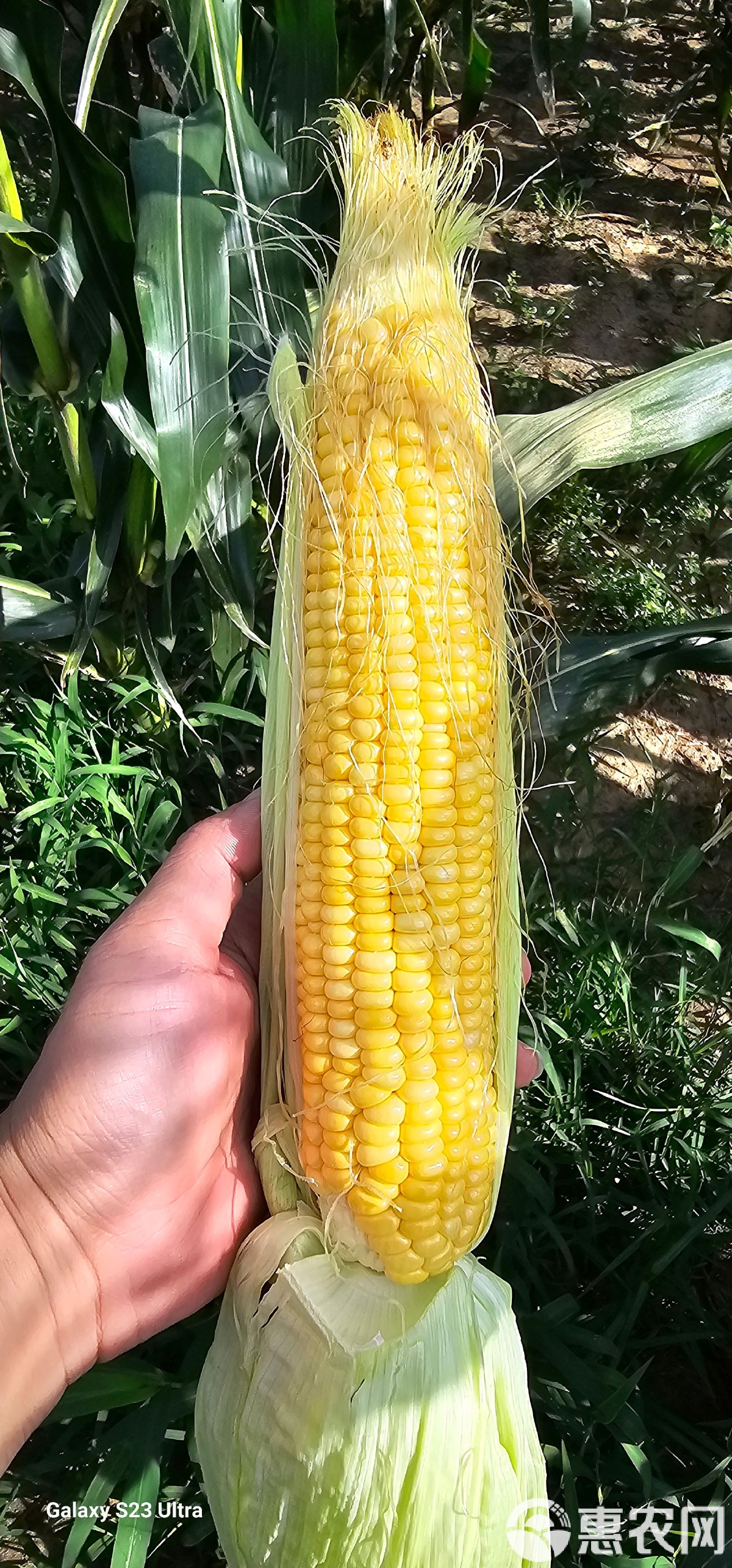 水果玉米哪里有种的(水果玉米哪些地方可以种)