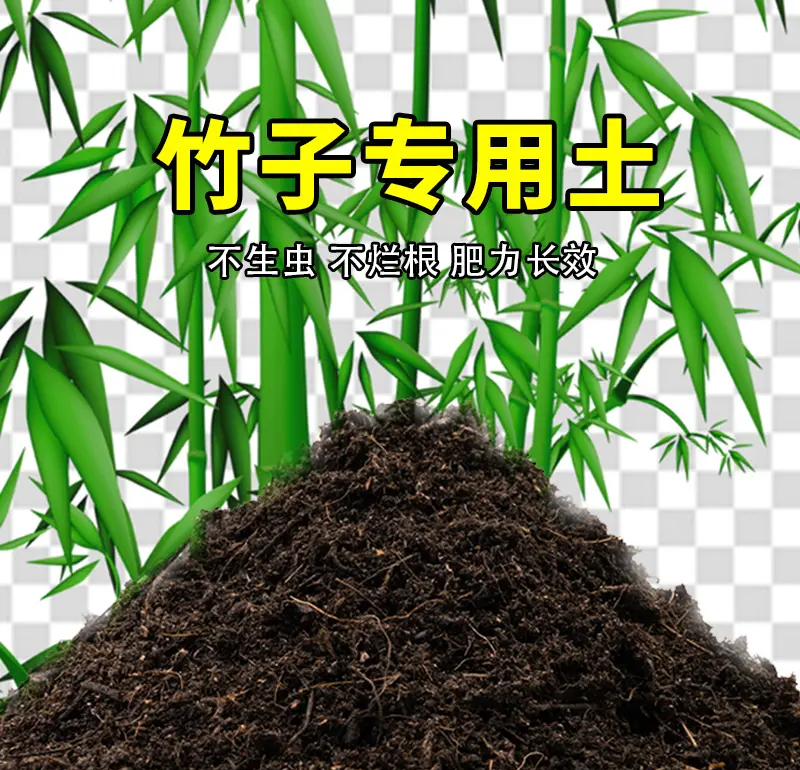 什么竹不长土里(什么竹不长土里脑筋急转弯)