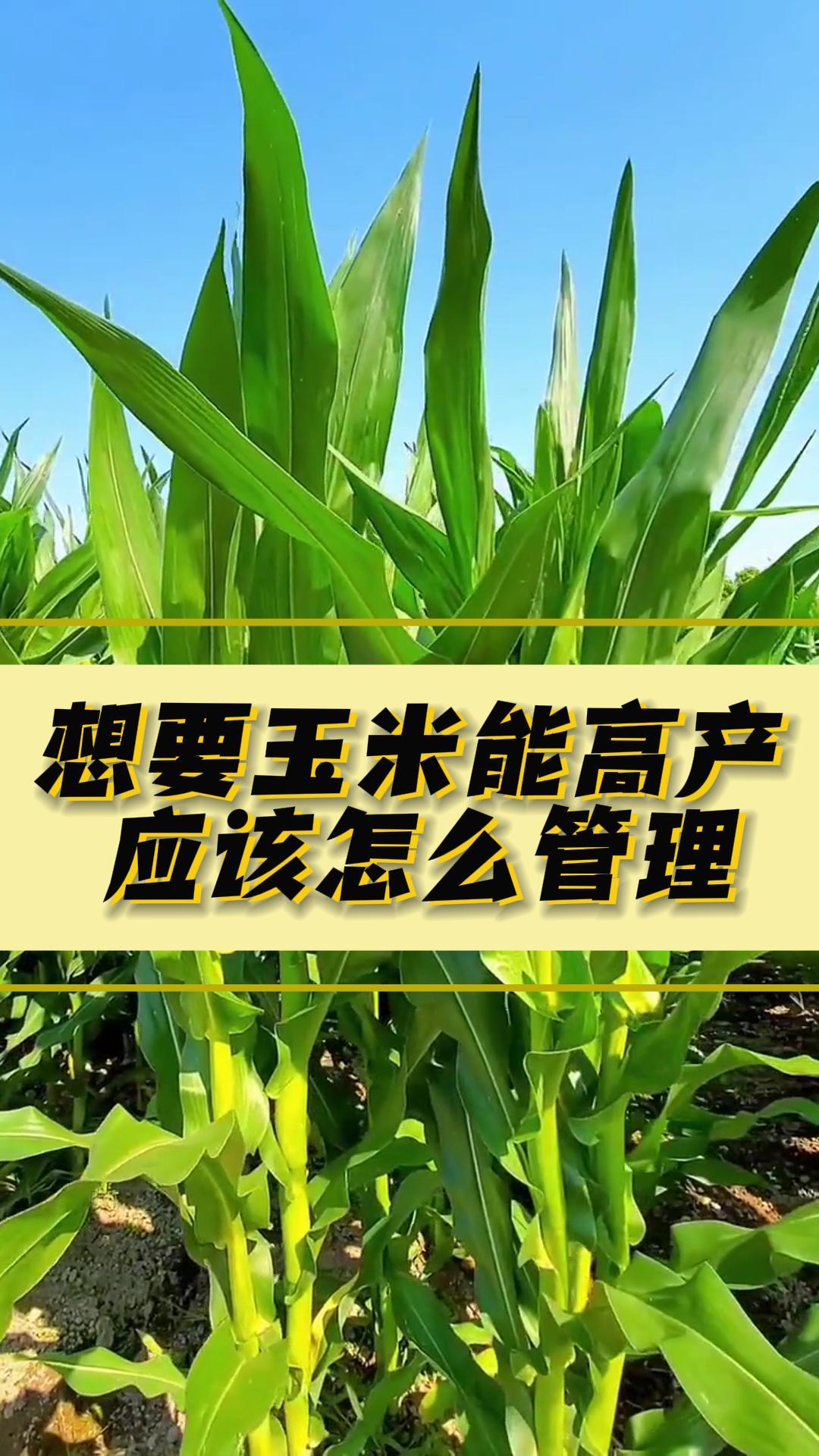 玉米怎么管理才能高产(玉米怎么管理才能高产呢)
