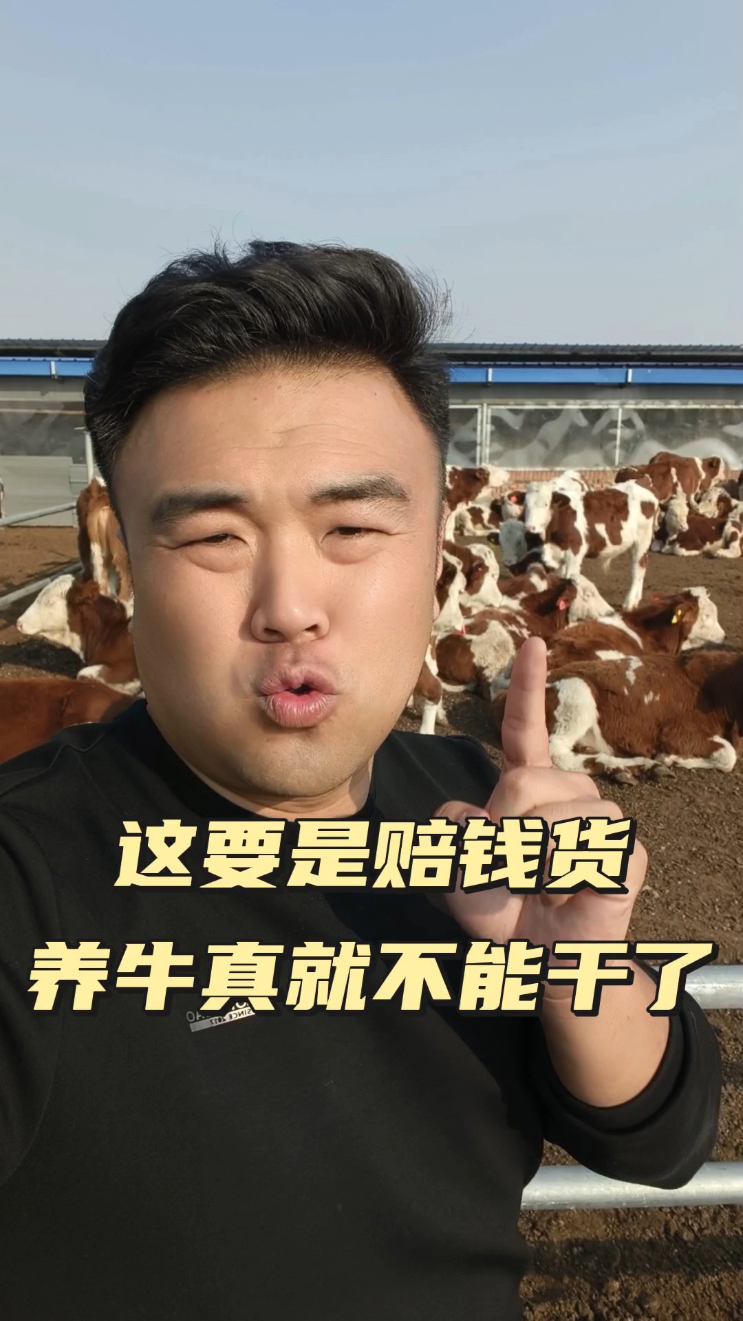 我养牛(我养牛五五分成,我养牛,五五分成,谁亏)