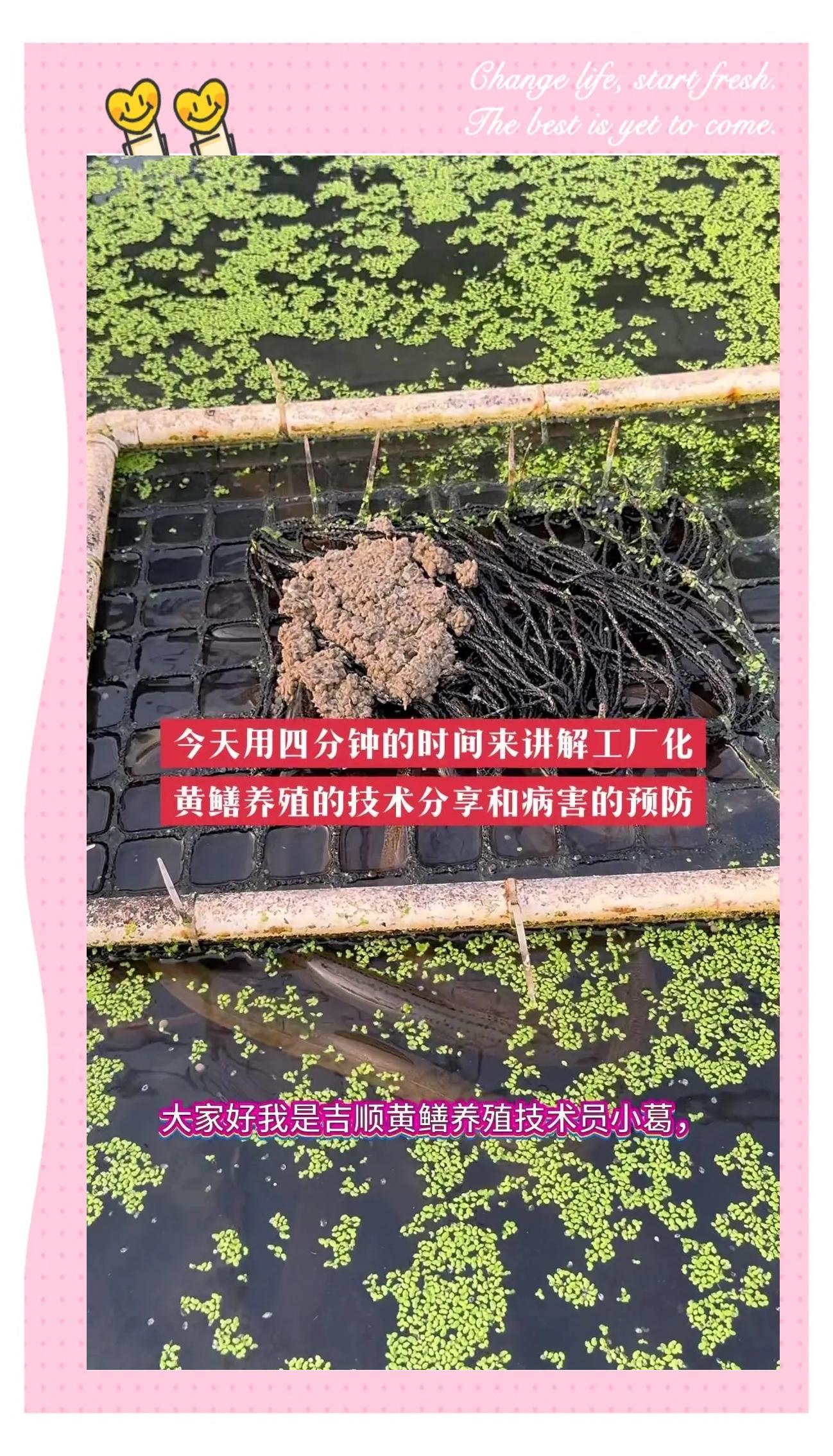 稻田养殖黄鳝技术(稻田养殖黄鳝技术方法详解)