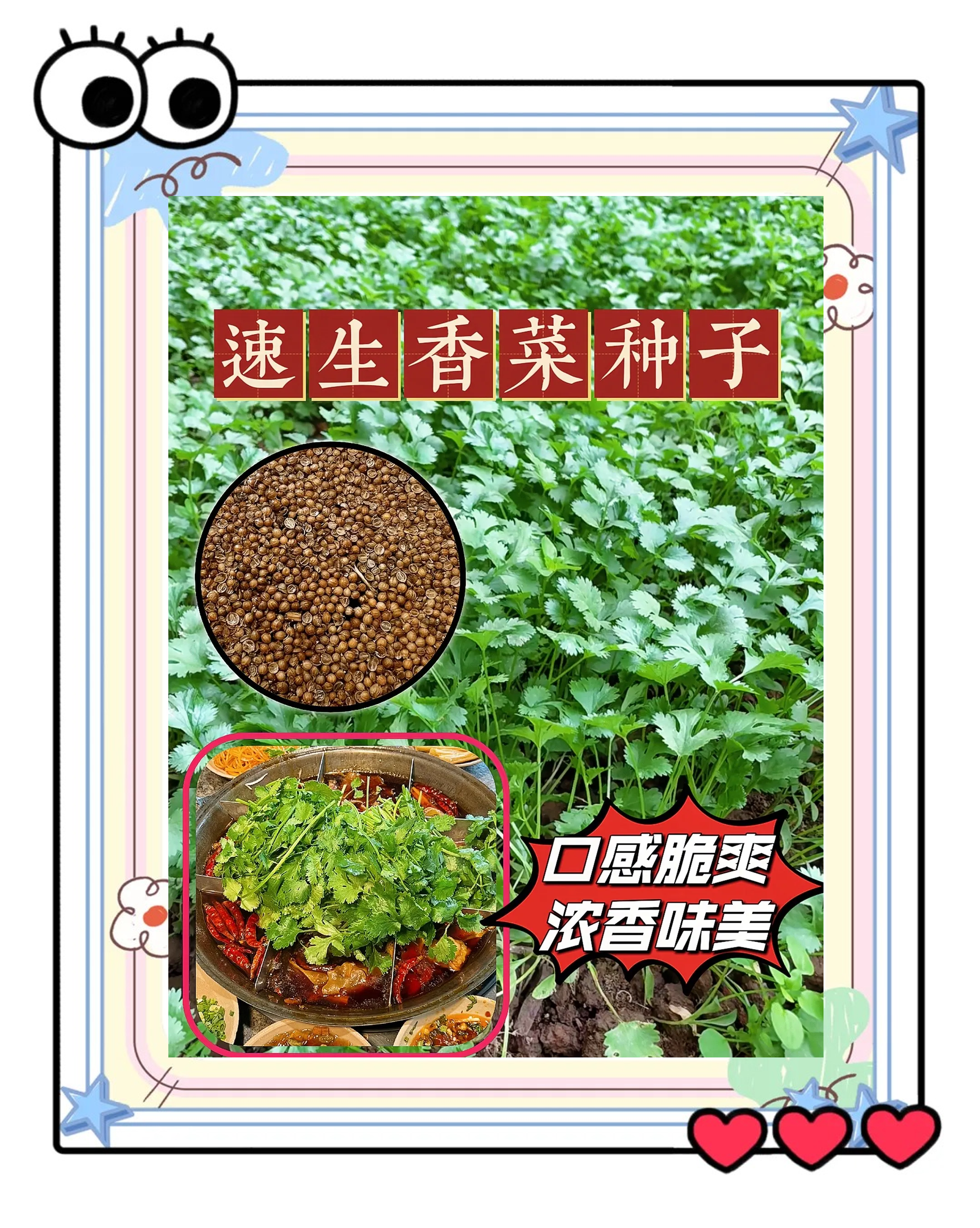 香菜籽直接撒在土里能发芽吗(香菜种子不搓开几天能发芽)