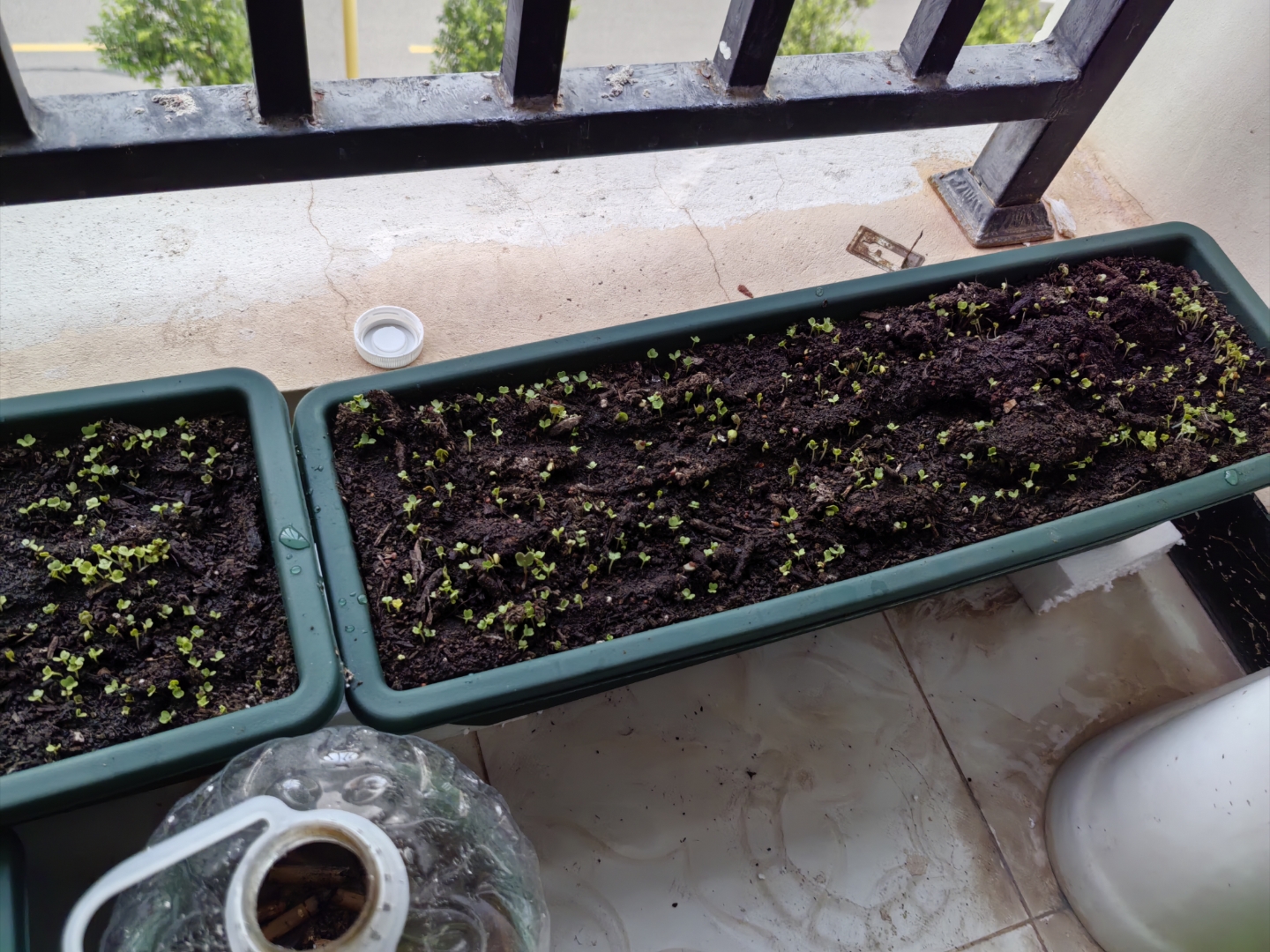 香菜籽直接撒在土里能发芽吗(香菜种子不搓开几天能发芽)