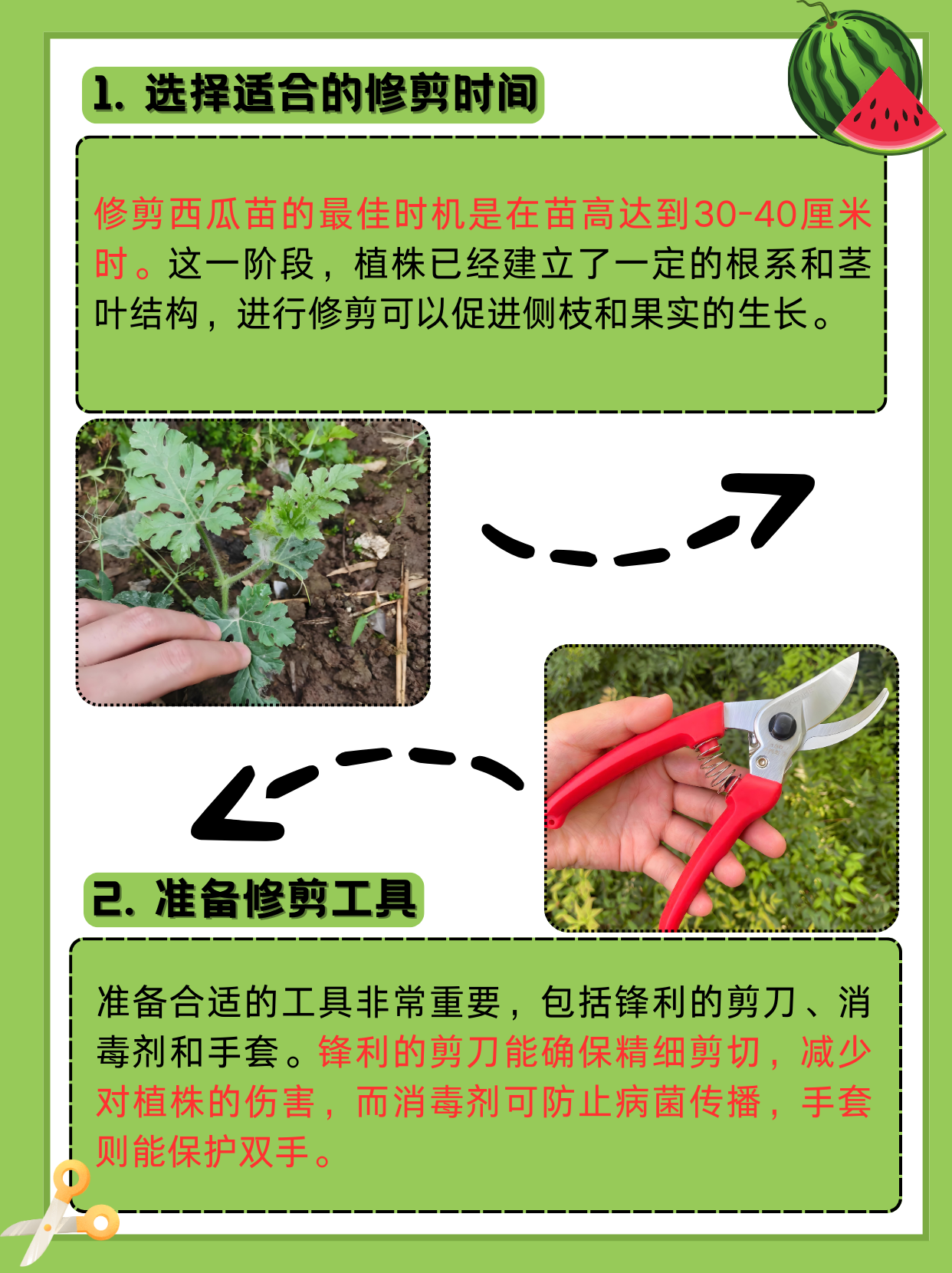 北方西瓜栽培技术(北方西瓜栽培技术视频)