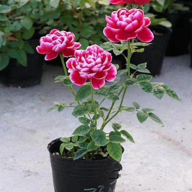 给花施肥什么季节最好(给花施肥什么季节最好呢)
