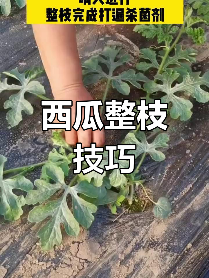 西瓜的种植与管理(苦瓜种植技术与管理)