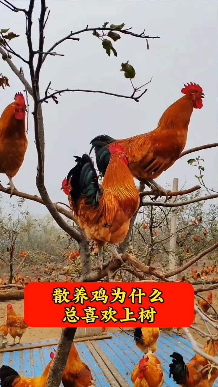 散养养鸡技术大全(2020年散养鸡前景如何)