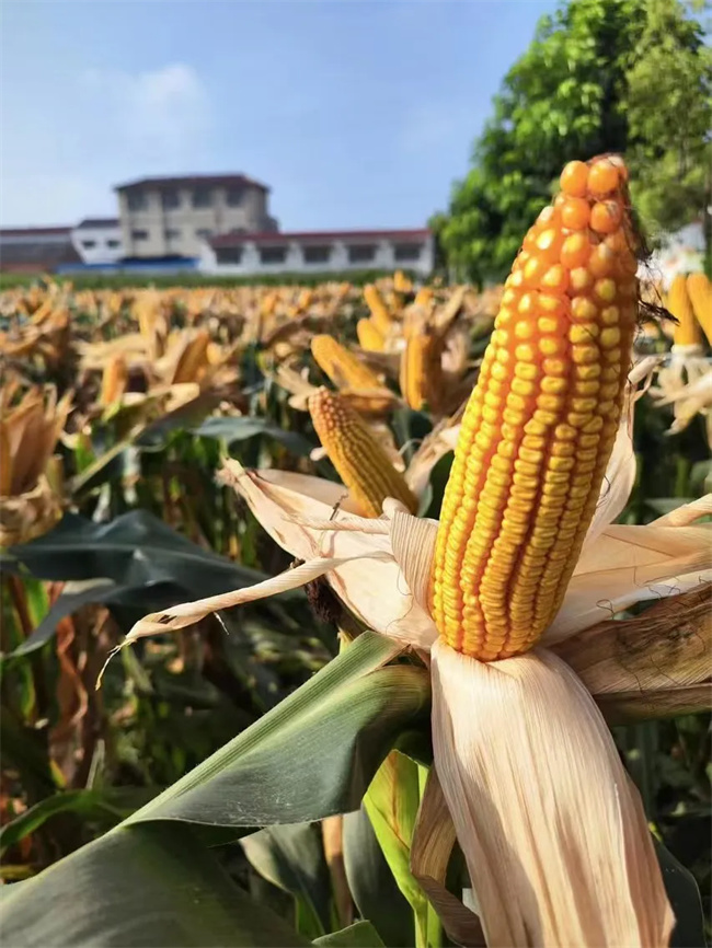 富民58玉米种(富民58玉米种子简介详细介绍)