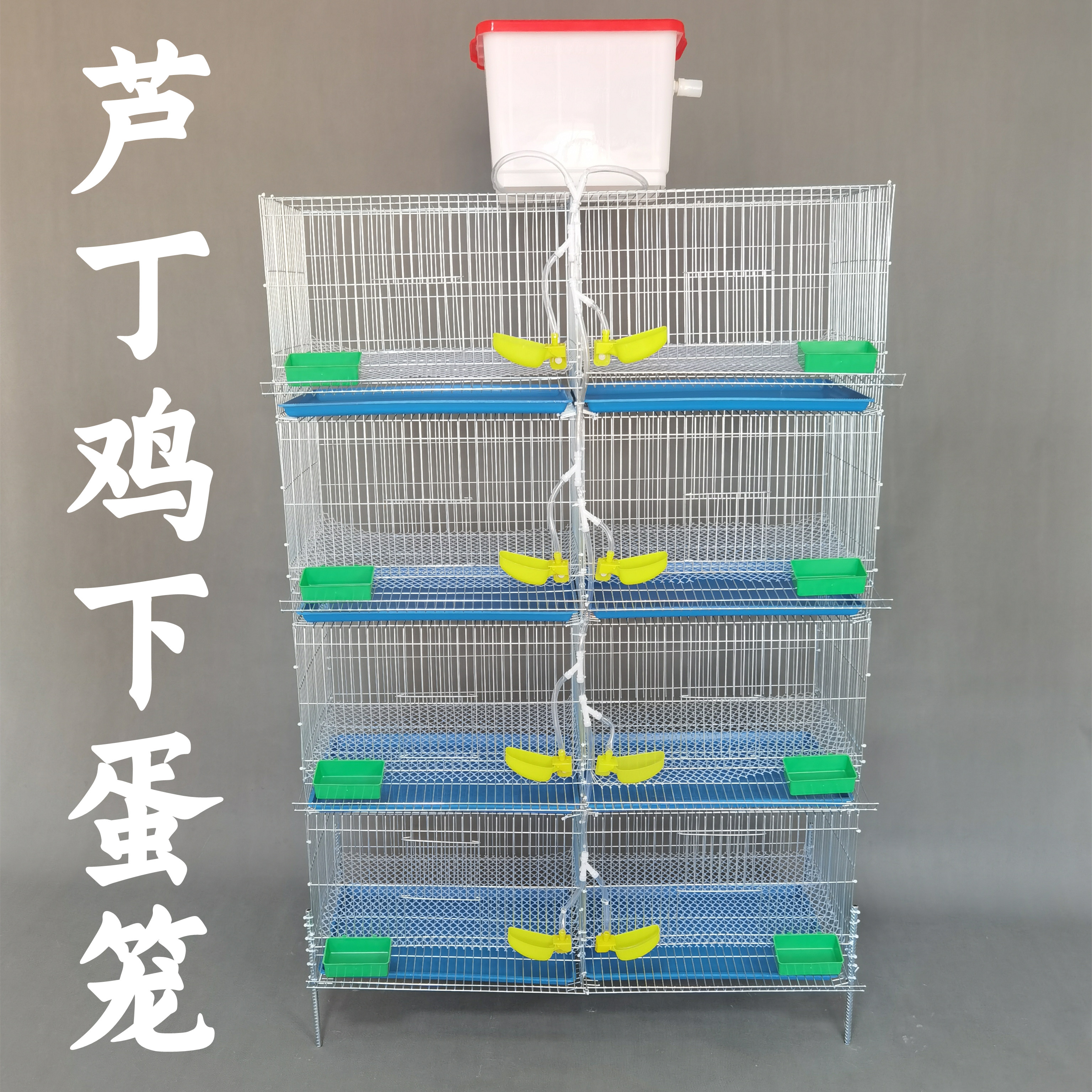 芦丁鸡养几个月下蛋(芦丁鸡养几个月可以杀了吃)
