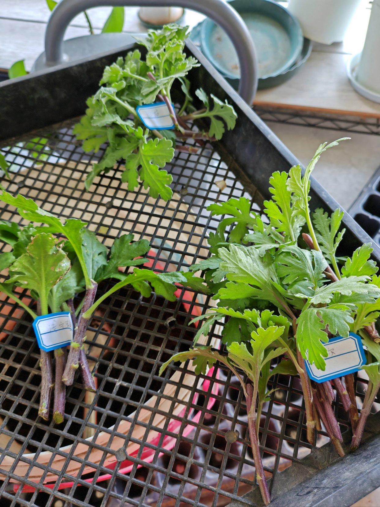 菊花种植技术与栽培技术(菊花种植技术与栽培技术论文)