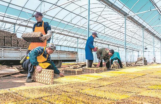 五常市辉发水稻种植农民专业合作社(五常市辉发水稻种植农民专业合作社地址)