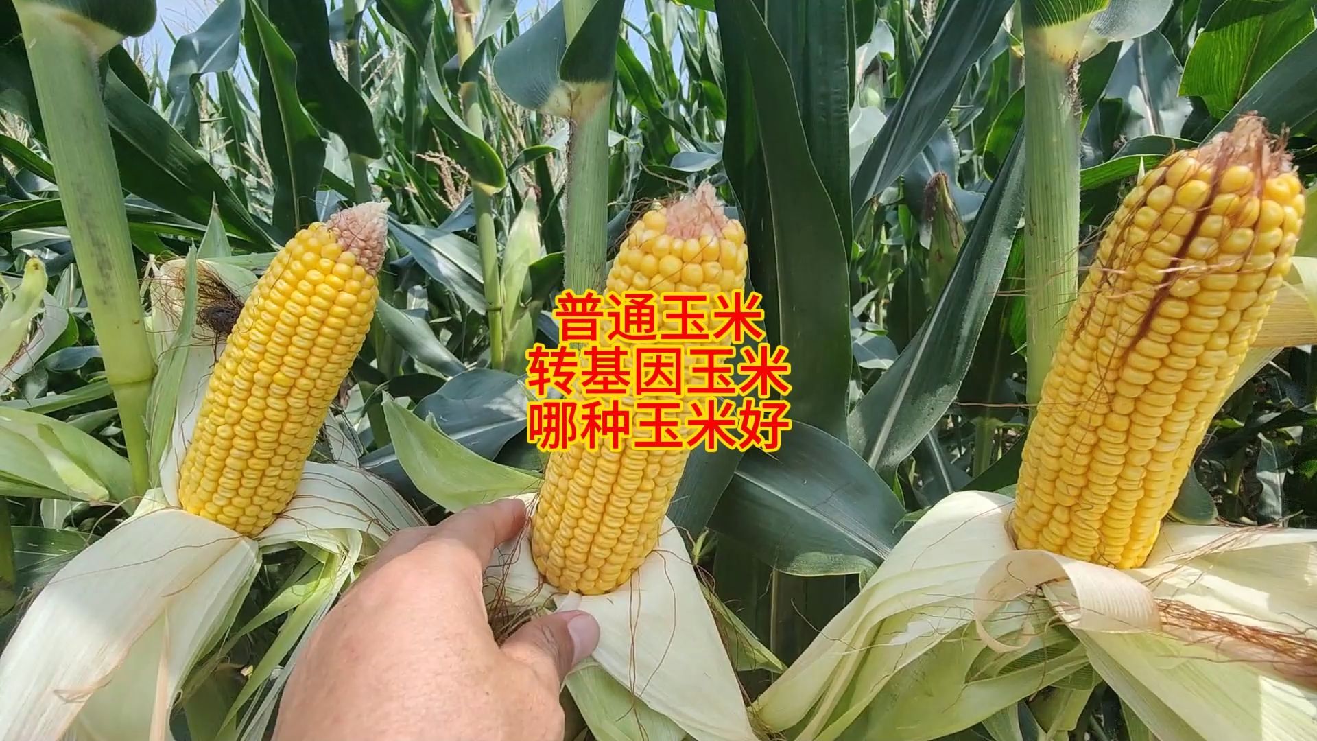 美国转基因玉米品种(美国转基因玉米种植面积)