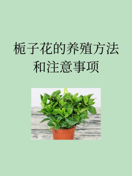 达摩栀子花的养殖技巧(日本达摩栀子花品种价格)