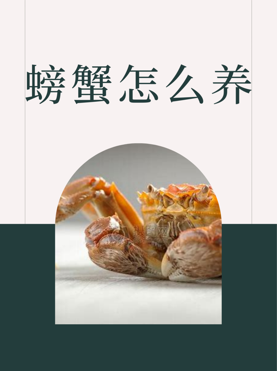 青蟹养殖方法(青蟹怎么养好?青蟹养殖技术介绍)