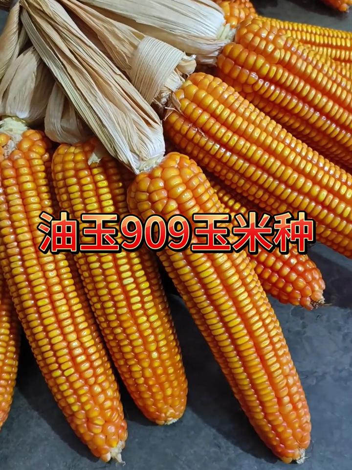 9901玉米种子(9901玉米种子多少钱一袋)