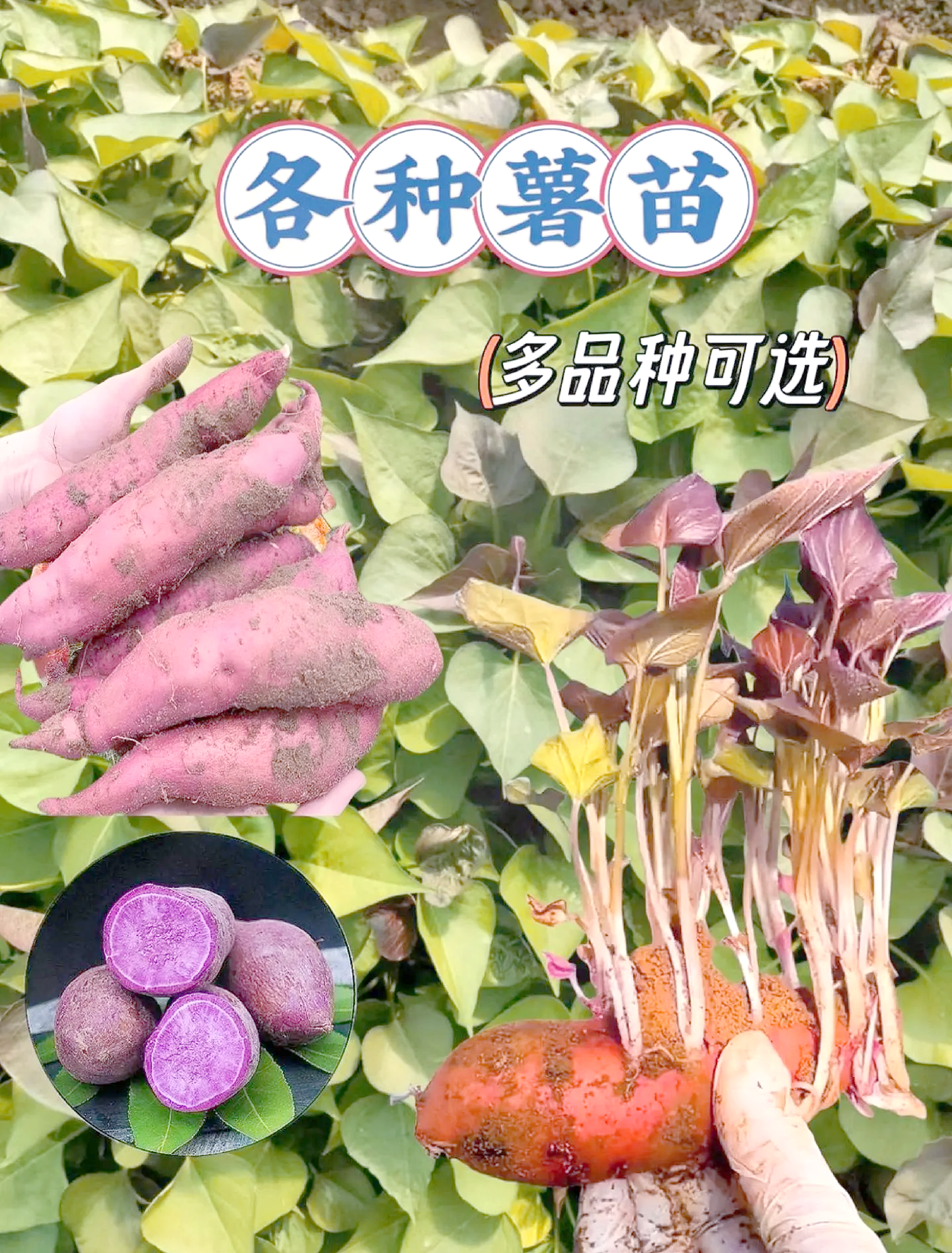 小红薯种植技术(红薯种植技术三大忌)