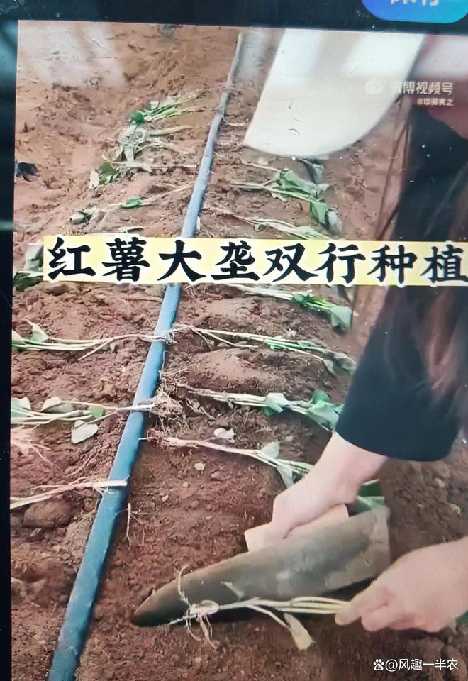 小红薯种植技术(红薯种植技术三大忌)