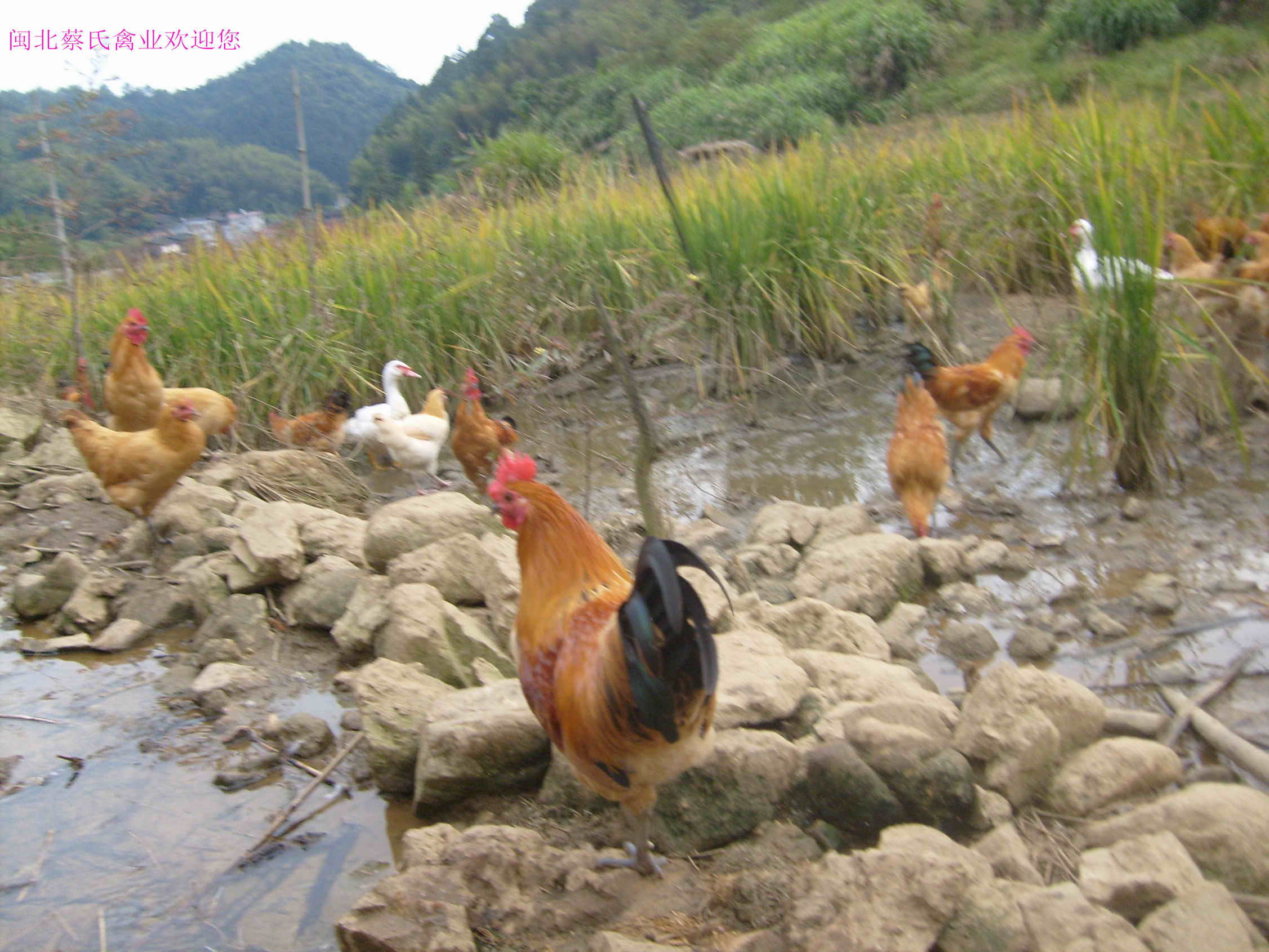 我想养殖鸡(养殖鸡需要什么条件)