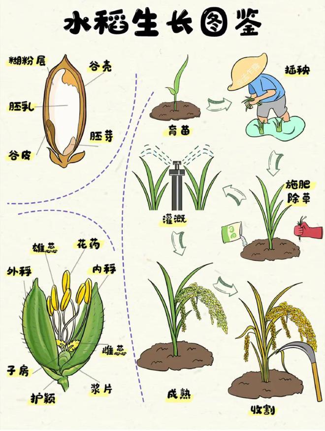水稻种植用水量(水稻种植用水量标准)