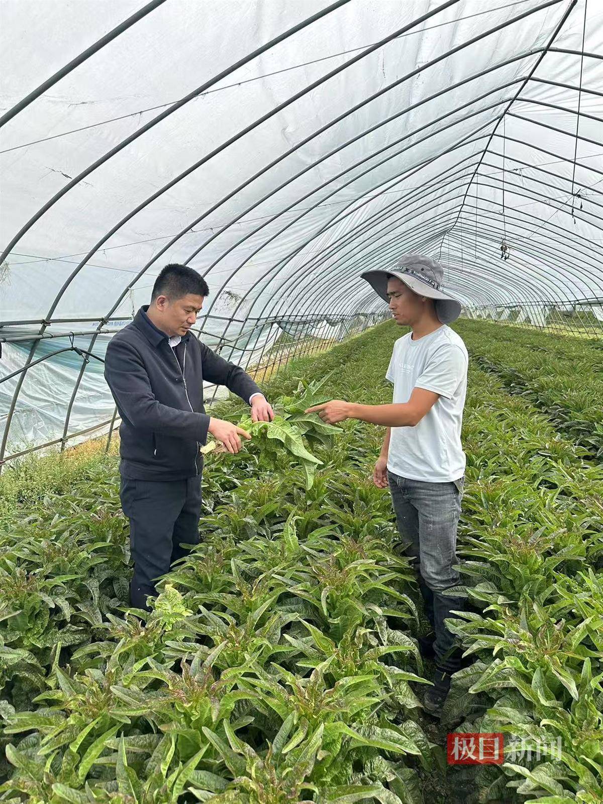 蔬菜种植怎么找销路(蔬菜种植怎么找销路呢)