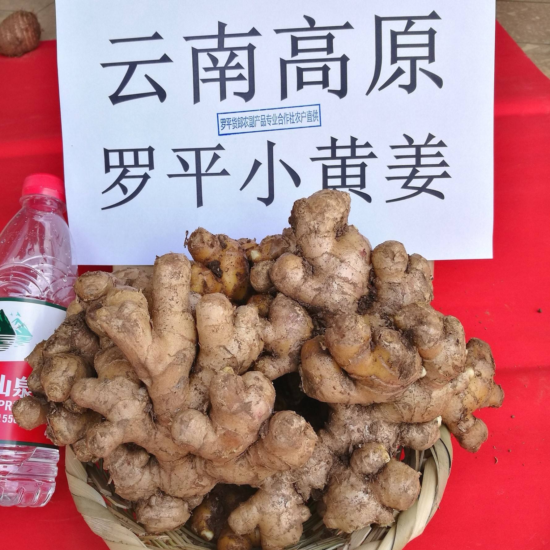 姜埋在土里保管可以吗(把生姜埋在土里可以生长吗?)