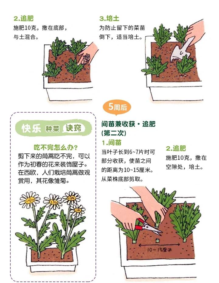 茼蒿种植技术和管理(茼蒿种植技术及管理方法)