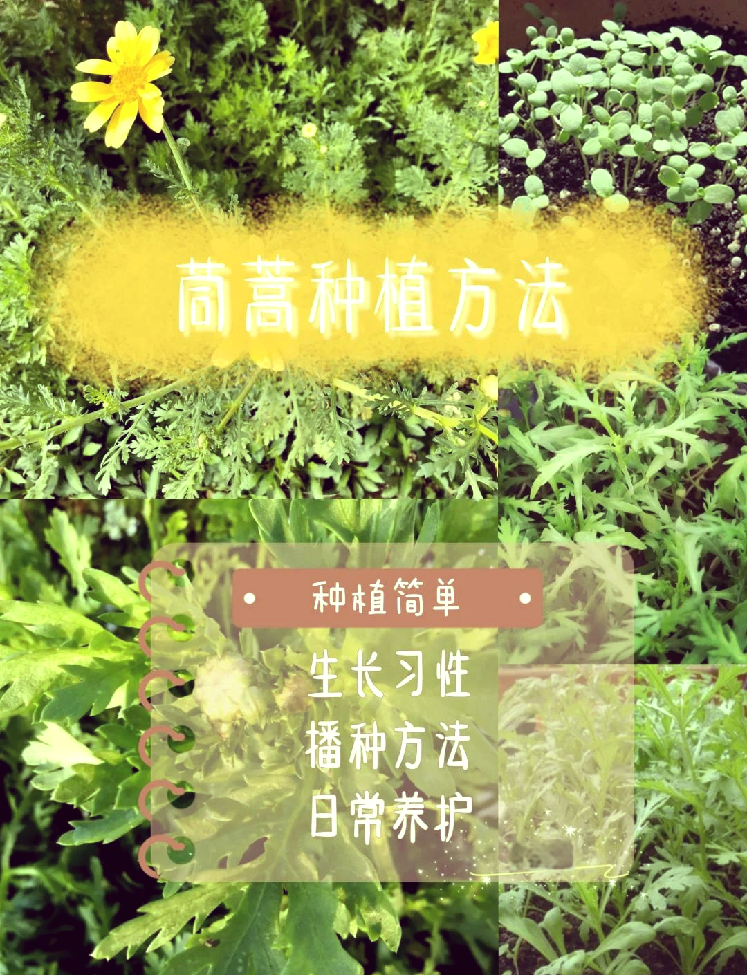 茼蒿种植技术和管理(茼蒿种植技术及管理方法)