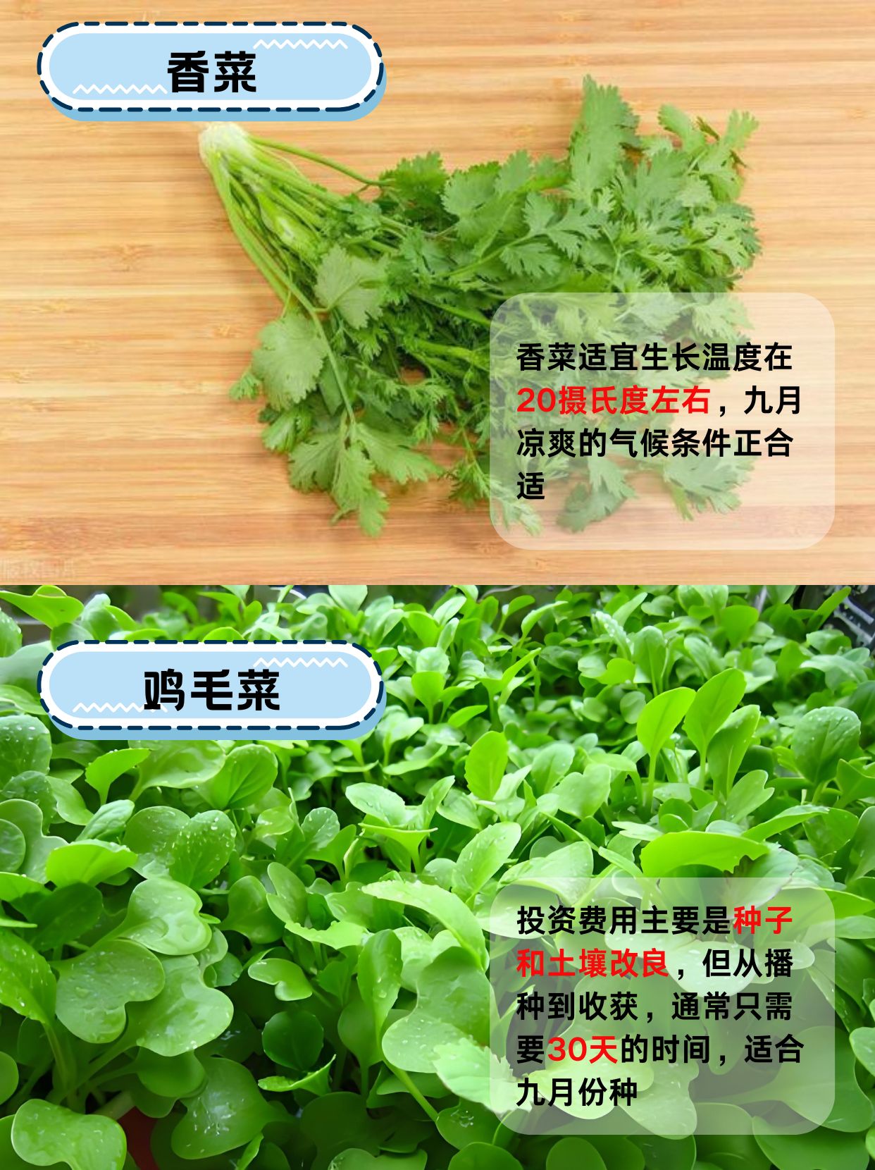 9月种植蔬菜(9月种植蔬菜品种)