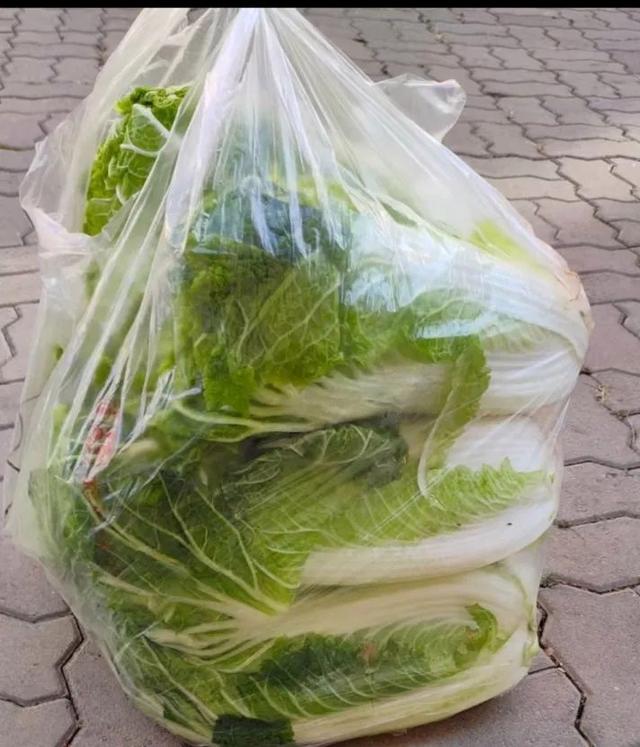 储藏大白菜(储藏大白菜的方法)