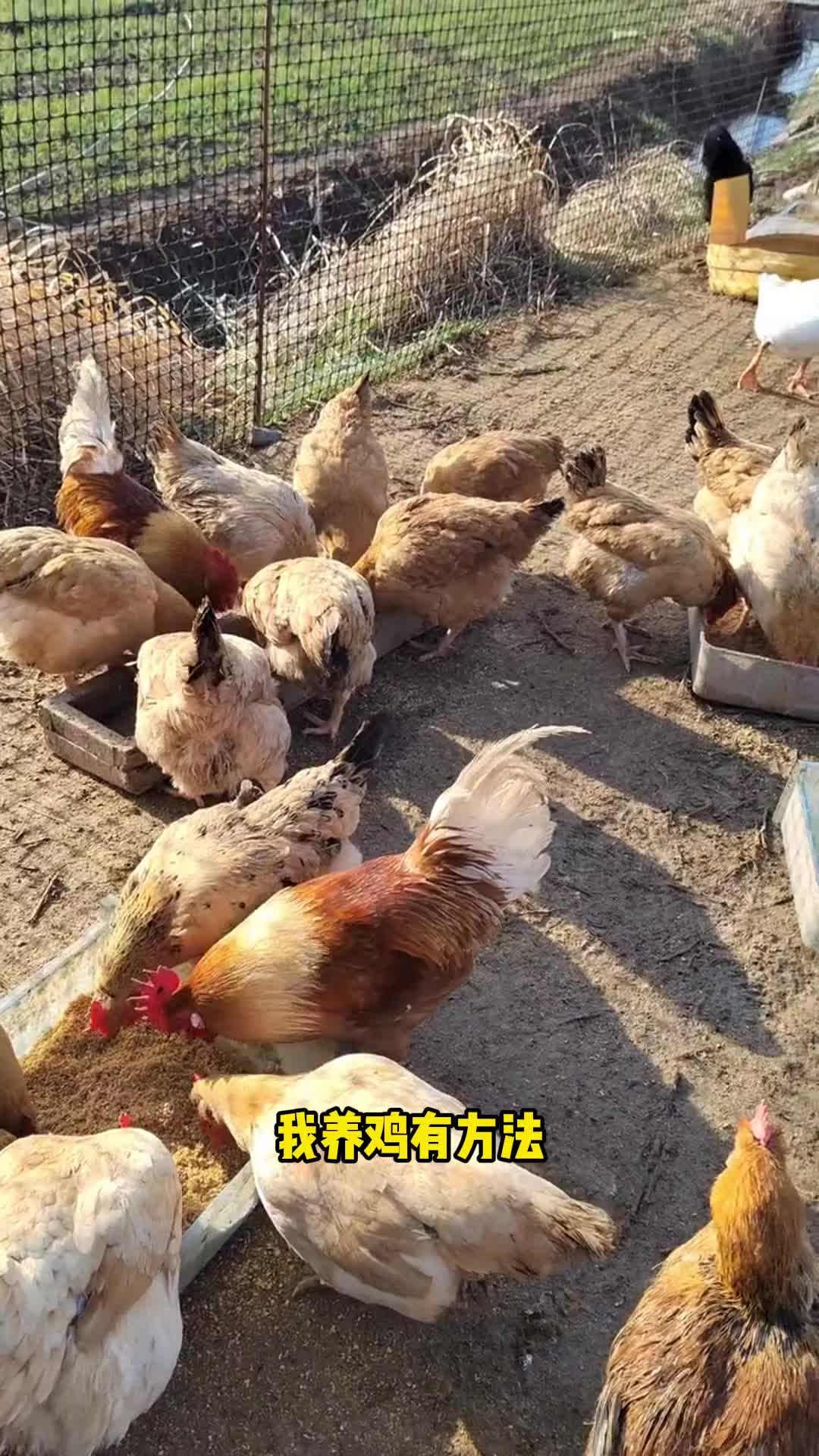养殖鸡销路怎么卖(养殖场的鸡怎么销售)