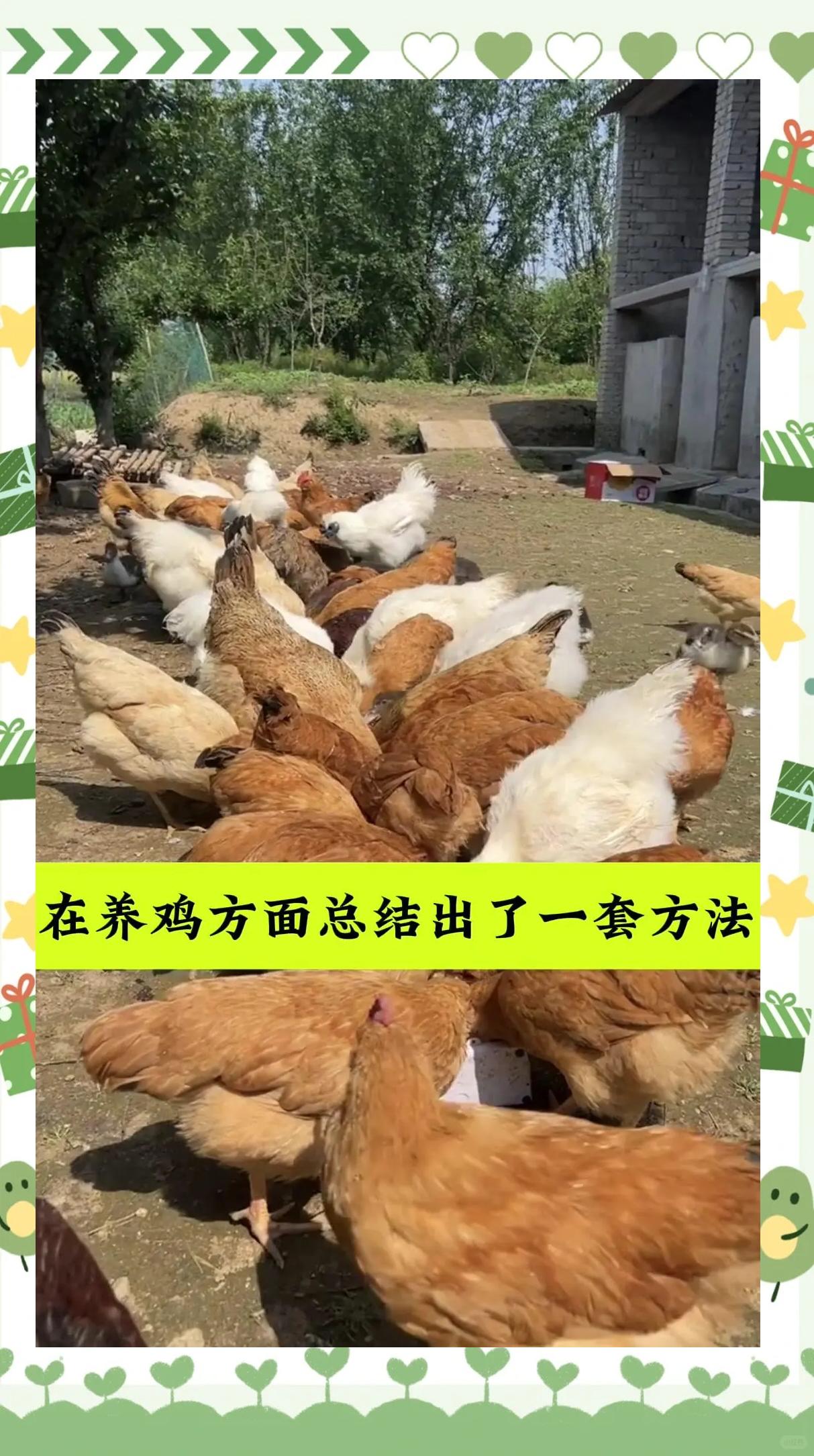土鸡养殖ppt(土鸡养殖成本与利润)