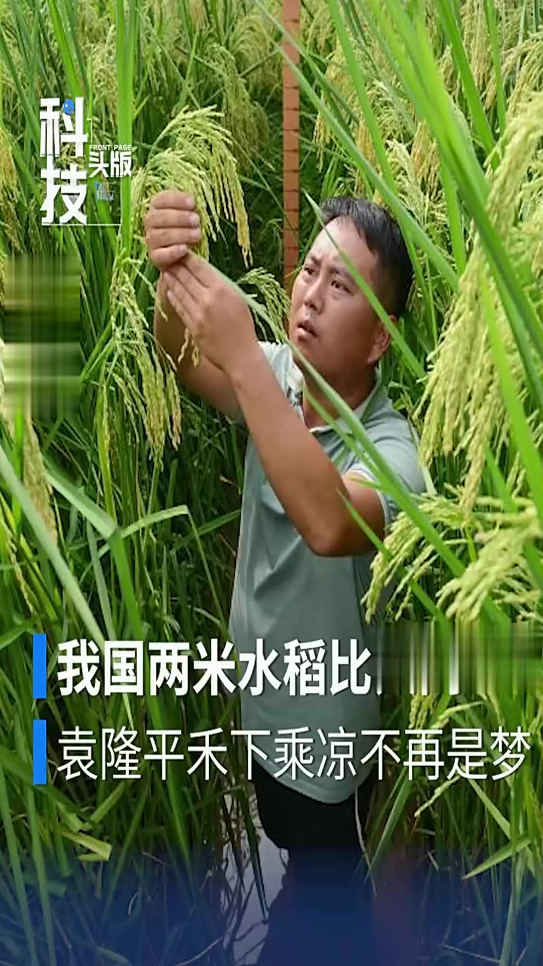 一亩地能产多少水稻(一亩地产多少水稻 大米)